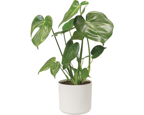 Monstera plante d''intérieur en pot
