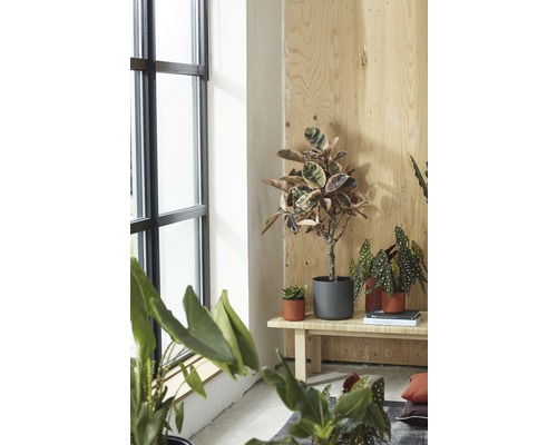 Photo d''intérieur avec diverses plantes d''intérieur en pot sur un banc en bois près d''une fenêtre.