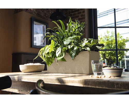 Rechteckiger Pflanzkasten aus Kunststoff mit verschiedenen Pflanzen auf einem Holztisch