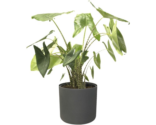 Alocasia plante d''intérieur en pot