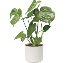 Monstera Zimmerpflanze in weißem Topf