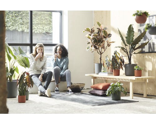 Heller Raum mit zwei Frauen am Fenster, Zimmerpflanzen in Pflanzgefäßen und Holzbank mit Kissen