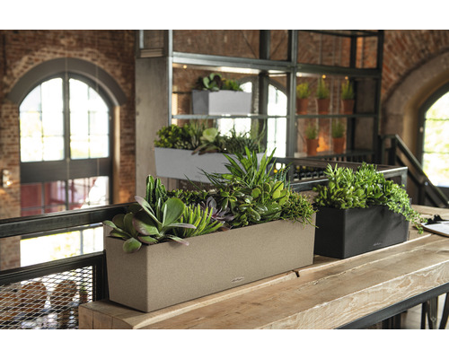 Mehrere Pflanzgefäße mit Pflanzen in einem Raum auf einem Tisch.