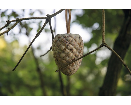 Nourriture pour oiseaux suspendue à un arbre