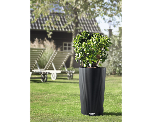 Plante dans un pot de fleurs rainuré dans le jardin.