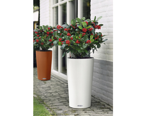 Deux pots de fleurs avec des plantes devant un bâtiment.