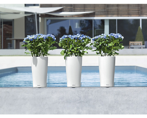 Trois pots de fleurs blancs avec des hortensias près de la piscine