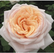 Rosier à grandes fleurs rose 'Courage' h 30-40 cm Co 5 l