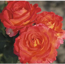 Gros plan sur trois fleurs de roses