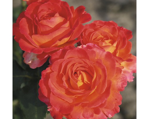 Gros plan sur trois fleurs de roses