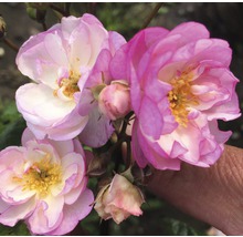 Nahaufnahme einer Rose mit mehreren Blüten und Knospen