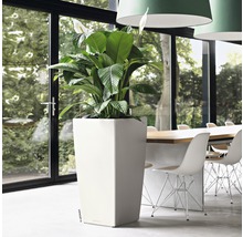 Pièce avec un grand bac à fleurs carré et une plante d''intérieur