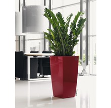 Plante d''intérieur Zamioculcas dans un pot