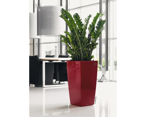 Zamioculcas Zimmerpflanze in einem Pflanzgefäß