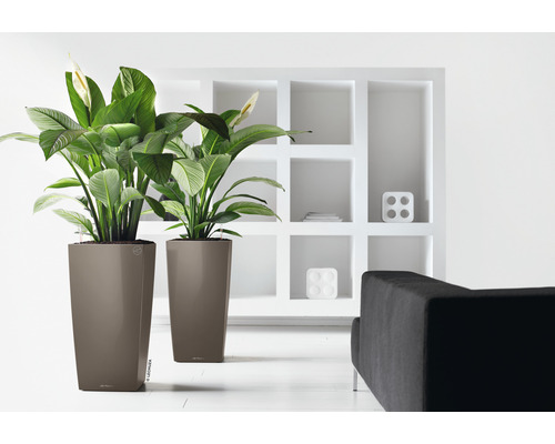 Deux plantes d''intérieur dans de grands pots dans une pièce lumineuse