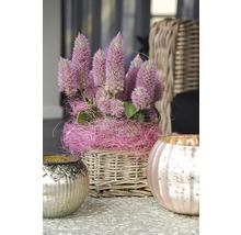 Arrangement floral décoratif dans un panier avec deux photophores