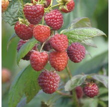 Gros plan sur des framboises sur un arbuste