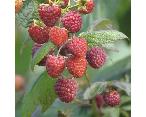 Framboisier d'automne bio 'Aroma Queen' FloraSelf Bio Co 2 l forme peu de rhizomes, très productif Framboisier d'automne bio 'Aroma Queen' FloraSelf Bio Co 2 l forme peu de rhizomes, très productif