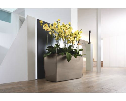 Dekorative Orchidee in einem Pflanzgefäß im Innenraum