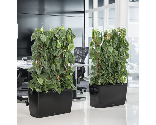 Zwei bepflanzte Raumteiler in einem Büro mit Kletterpflanzen in schwarzen Pflanzgefäßen.