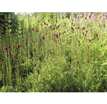 Blutweiderich Pflanzen im Garten.