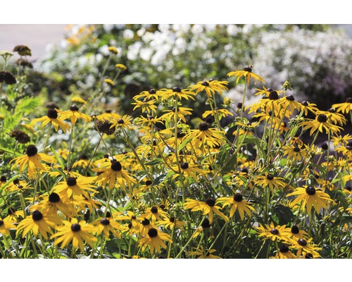 Feld von Rudbeckia Blumen im Garten