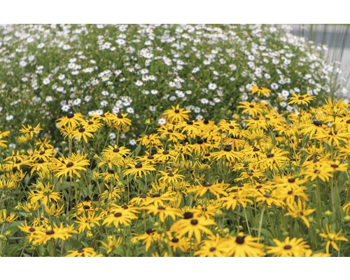 Rudbeckie FloraSelf Rudbeckia fulgida 'American Gold Rush' h 10-45 cm Co 0,5 l