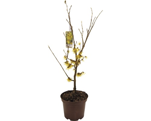 Hellgelbe Zaubernuss FloraSelf Hamamelis intermedia 'Arnold Promise' H 40-60 cm Co 5 L Winterblüher