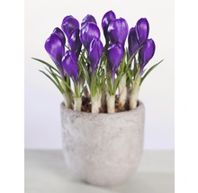 Crocus dans un pot
