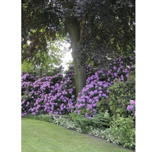 Großblumige Alpenrose, Rhododendron FloraSelf Rhododendron 'Catawbiense Grandiflorum' H 60-70 Co 15 L