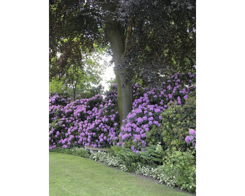 Landschaftsgarten mit Rhododendren, Baum und Rasen