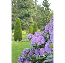 Großblumige Alpenrose, Rhododendron FloraSelf Rhododendron 'Catawbiense Grandiflorum' H 60-70 Co 15 L
