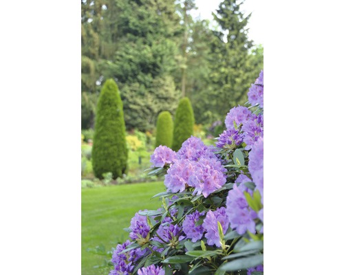 Blühender Rhododendron im Garten mit Rasen und Bäumen