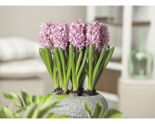 Jacinthes dans un pot