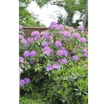 Großblumige Alpenrose, Rhododendron FloraSelf Rhododendron 'Catawbiense Grandiflorum' H 60-70 Co 15 L