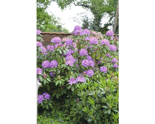 Blühender Rhododendron im Garten
