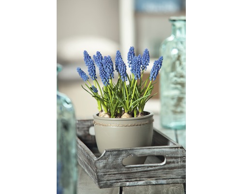 Jacinthes en pot sur plateau en bois