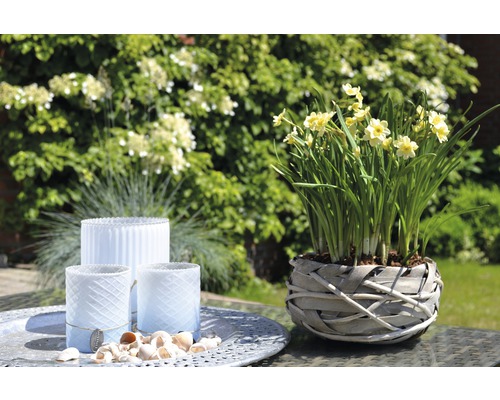 Trois photophores et un pot de jonquilles sur une table dans le jardin.