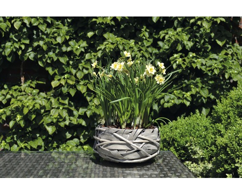 Narcisses dans un panier tressé sur une table de jardin