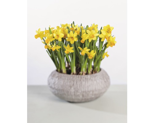 Gelbe Osterglocken in einem Pflanzgefäß