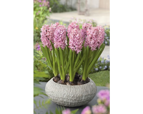 Jacinthes dans un pot