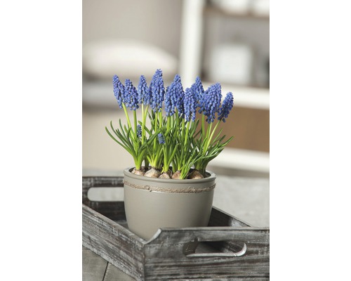 Jacinthe de raisin bleue en pot sur un plateau.