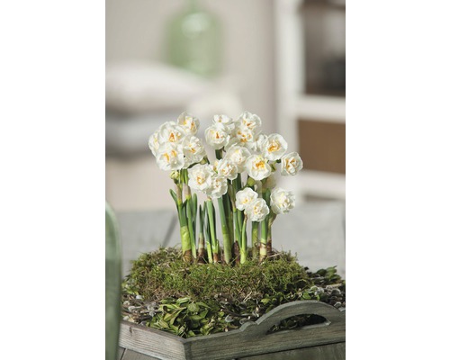 Narcisse jaune, narcisse trompette FloraSelf Narcissus pseudonarcissus 'Bridal Crown' pot Ø 12 cm-0