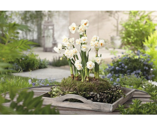 Narcisses dans un plat en bois sur une table de jardin