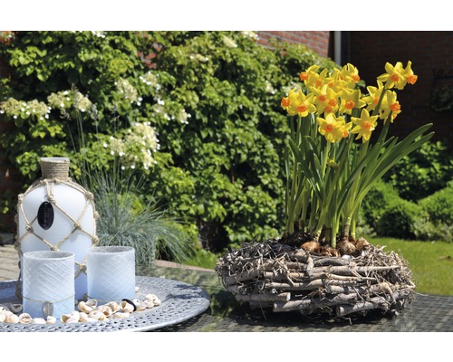 Décoration avec des jonquilles jaunes dans un nid en bois, photophores et une bouteille décorative sur une table dans le jardin.