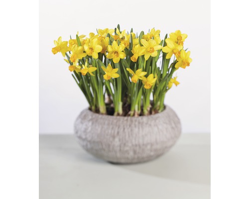 Jonquilles jaunes dans un pot