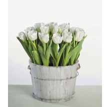 Tulipes blanches dans un pot en bois pour l''intérieur