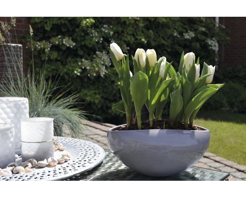 Tulipes blanches dans un pot gris sur une table d''extérieur, entourées d''objets de décoration