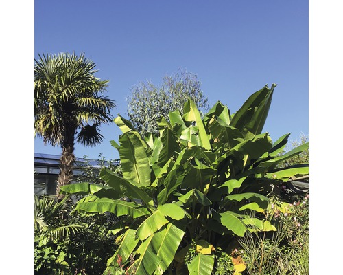 Üppiger Garten mit Bananenstaude, Palme und Büschen unter blauem Himmel