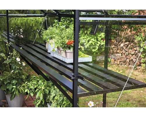 Étagère dans une serre avec des plantes